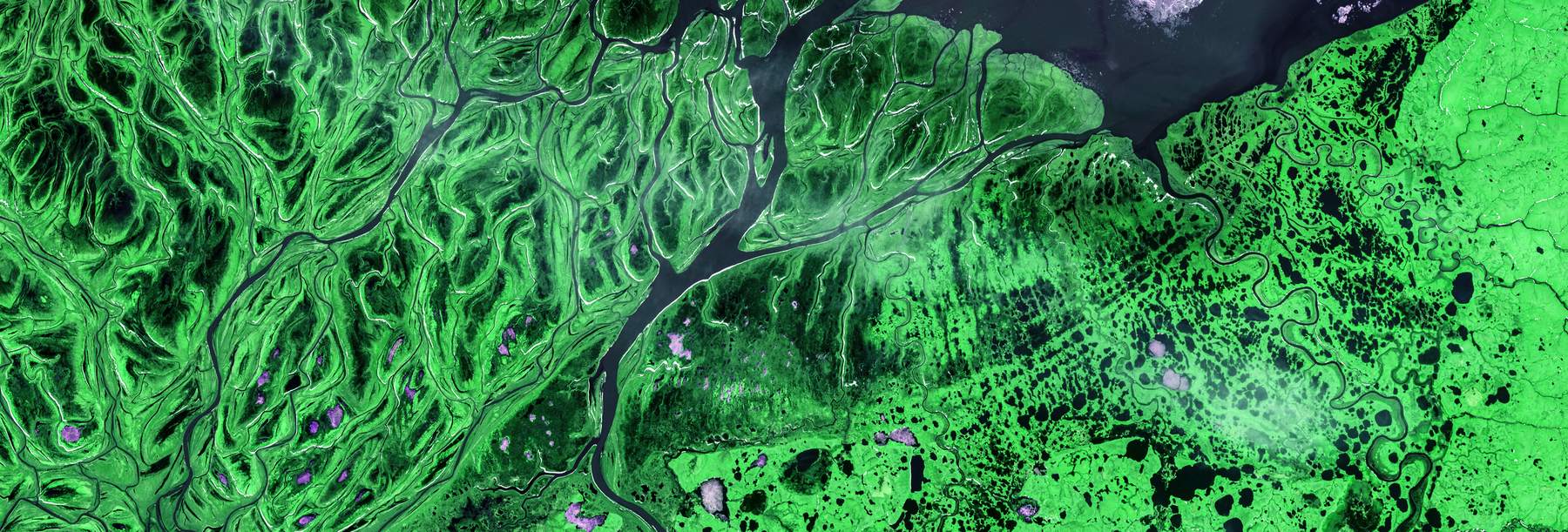 False-color aerial image of a green dendritic delta against dark water.